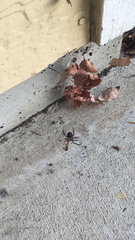 Latrodectus