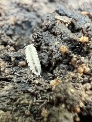 Haplophthalmus danicus