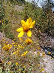 Simsia amplexicaulis