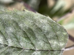 Pycnanthemum incanum