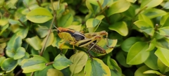 Melanoplus differentialis