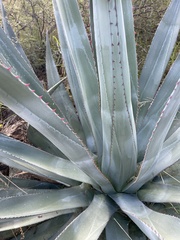 Agave palmeri