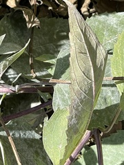 Pycnanthemum incanum