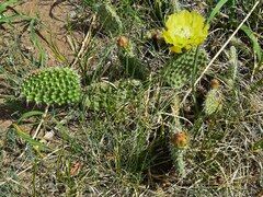 Opuntia macrorhiza