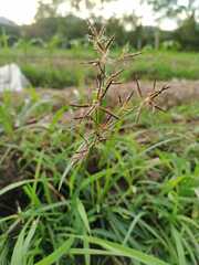 Cyperus longus