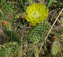 Opuntia macrorhiza