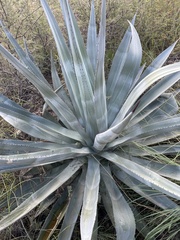 Agave palmeri