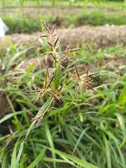 Cyperus longus