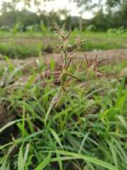 Cyperus longus
