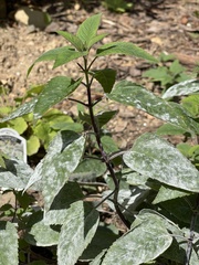 Pycnanthemum incanum