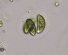 Nephrocytium lunatum
