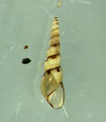 Melanoides tuberculata