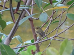 Vireo pallens