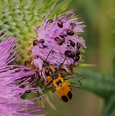 Chauliognathus pensylvanicus