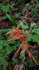 Tillandsia guatemalensis