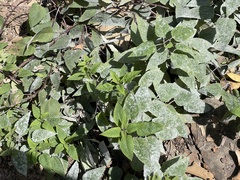 Pycnanthemum incanum