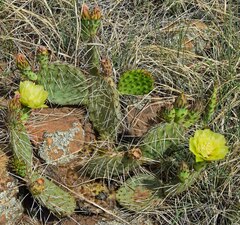 Opuntia macrorhiza