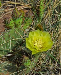 Opuntia macrorhiza