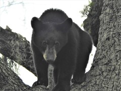 Ursus americanus eremicus