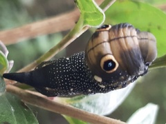 Xylophanes falco