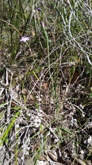 Thelymitra