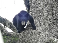 Ursus americanus eremicus