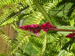 Amaranthus caudatus
