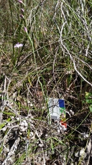 Thelymitra