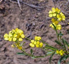 Erysimum capitatum