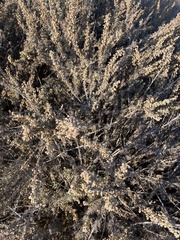Artemisia californica
