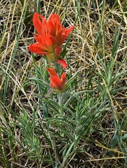Castilleja integra
