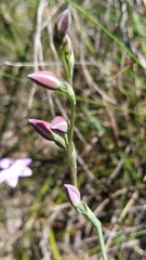 Thelymitra