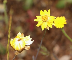 Xerochrysum bracteatum