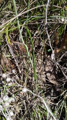 Thelymitra