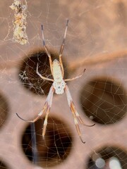 Trichonephila edulis
