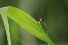 Orchelimum concinnum