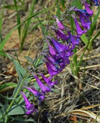 Penstemon secundiflorus
