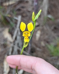 Diuris aurea