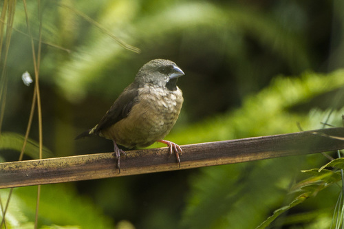 Madagascar Mannikin
