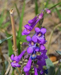 Penstemon secundiflorus