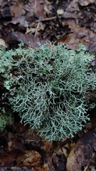 Heterodermia leucomelos