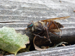 Tabanidae
