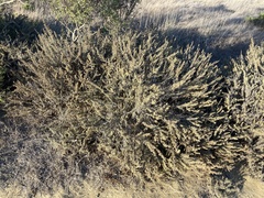 Artemisia californica