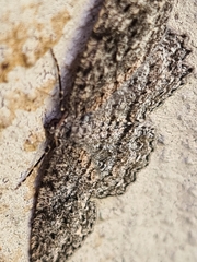 Ectropis fractaria