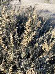 Artemisia californica