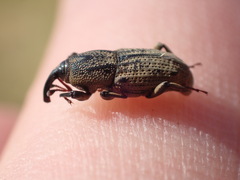 Sphenophorus venatus