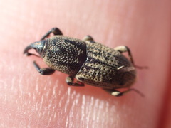 Sphenophorus venatus