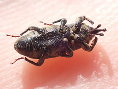 Sphenophorus venatus