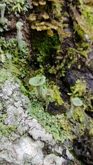 Cladonia pyxidata