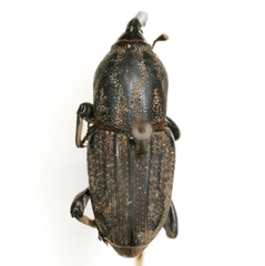 Sphenophorus maidis